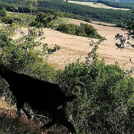 בית חווה Agriturismo Il Riguardino San Quirico dʼOrcia
